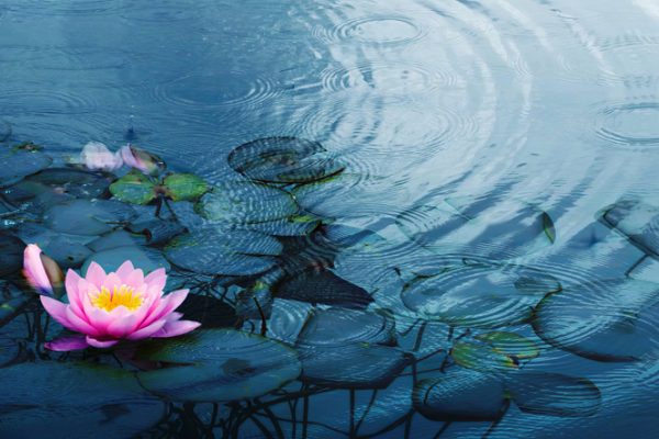 closeup of a beautiful water liliy plant underwater in a pond on a rainy summer day, nature scene background concept with copy space for spa, garden and relaxation
